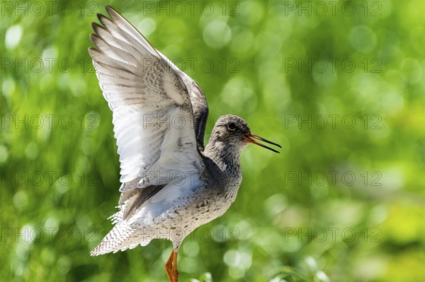 Small bird with spread wings in natural green surroundings, redshank, (Tringa totanus), France