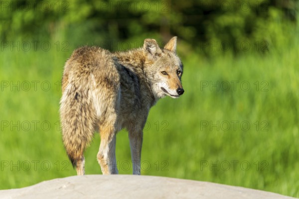 A coyote turns and looks over its shoulder while standing on a rock, Coyote, coyote (Canis