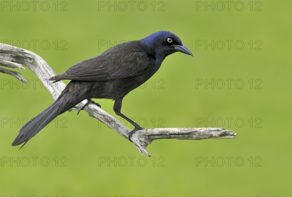 Common Grackle (Quiscalus quiscula), Alberta, Canada