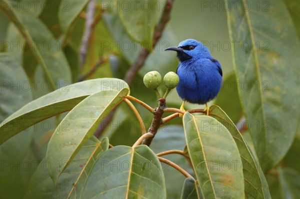 Blue tropic bird, close-up portrait. Shining Honeycreeper, Cyanerpes lucidus, wildlife from Costa