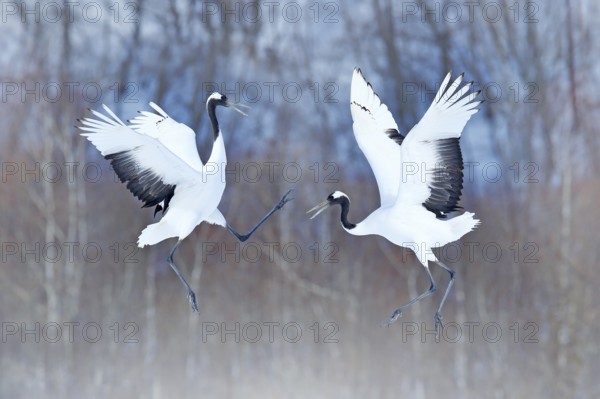 Dancing pair of Red-crowned crane with open wings, winter Hokkaido, Japan. Snowy dance in nature.