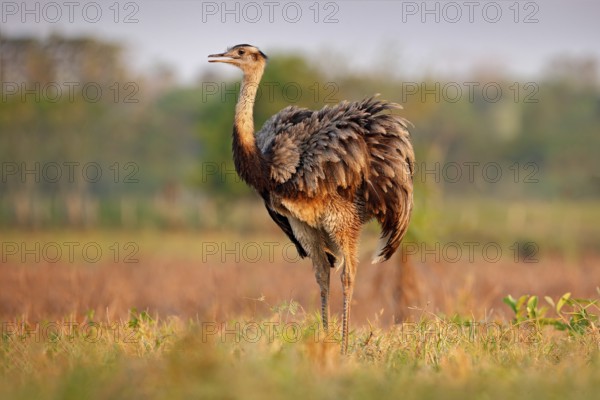 Wildlife scene from Brazil. Bird with long neck. Greater Rhea, Rhea americana, big bird with fluffy