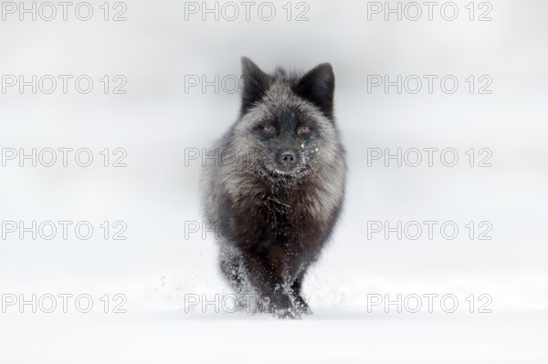 Black silver fox, rare form. Dark red fox hunting in snow meadow forest. Wildlife scene from wild