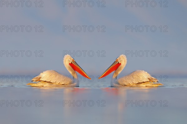 Bird in the water. Dalmatian pelican, Pelecanus crispus, landing in Lake Kerkini, Greece. Pelican