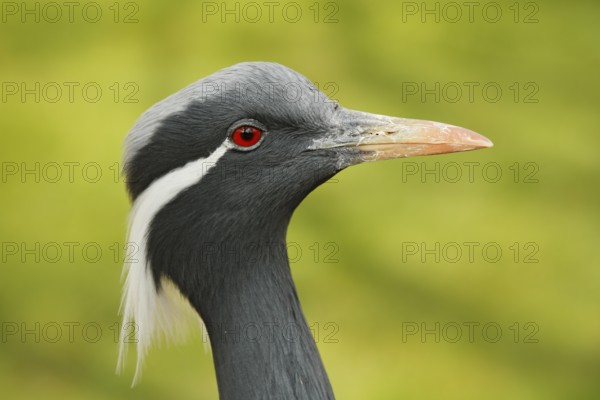 Detail portrait of beautiful crane. Bird in green nature habitat, India, Asia. Wildlife scene from