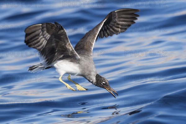 White-eyed Gull (Ichthyaetus leucophthalmus) flying, Eilat, Israel