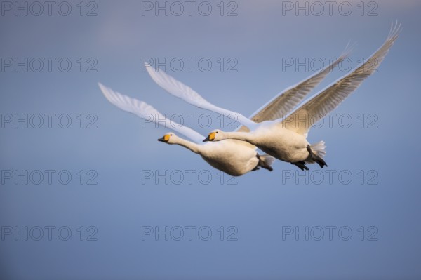 Whooper Swan (Cygnus cygnus) flying, Lower Saxony, Germany