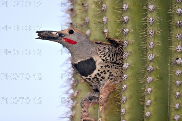 Gilded Flicker Colaptes auratus Tucson, Pima County, Arizona, United States 26 April Adult Male