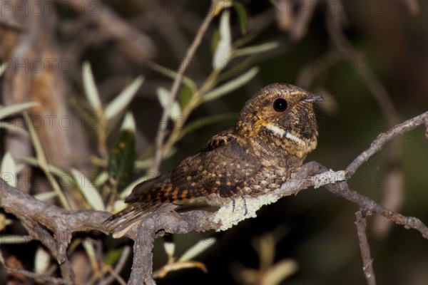 Meixcan Whip-poor-will Antrostomus arizonae Huachuca Mountains, Cochise County, Arizona, United