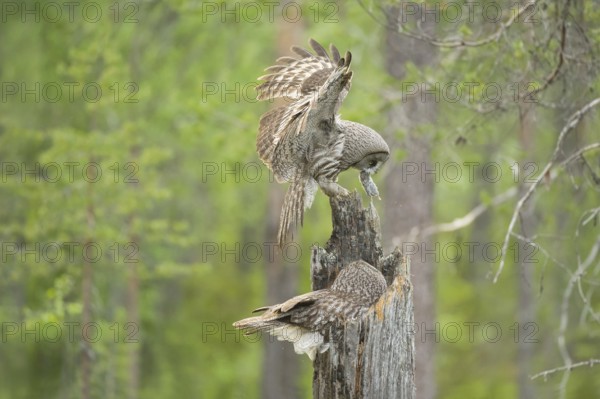 Great Grey Owl (Strix nebulosa) male landing on nest with mouse prey in beak, Suomussalmi, Finland