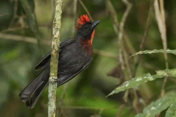 Sooty Ant Tanager (Habia gutturalis) perched on a branch in the mountains of Colombia, South
