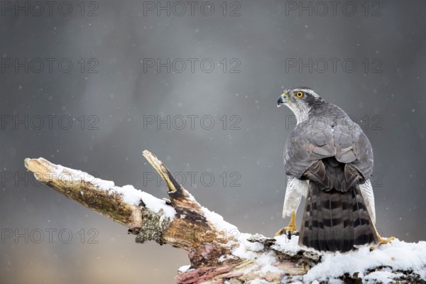 Northern Goshawk (Accipiter gentilis) male perched on a snowy tree trunk, Bialowieca National Park,