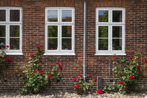 Double casement windows and blooming red rose bushes in front of a brick wall, Old Town,