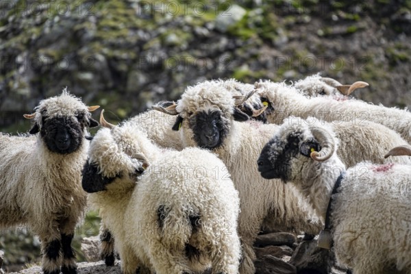 Valais Blacknose sheep (Ovis gmelini aries), group, high alpine mountain valley, Obere Senner