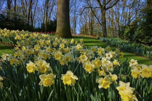 A peaceful park with an abundance of blooming daffodils and tall trees, Keukenhof, Lisse, province