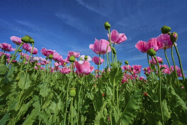 Opium poppy (Papaver somniferum), pink poppies against blue sky, summer, Germerode, Geo nature park