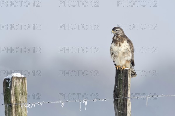 In snow and frost... Buzzard (Buteo buteo) perches on a fence post in the snow on a cold winter's