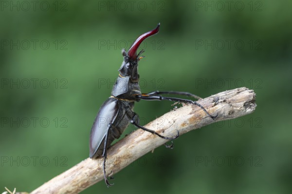 Detailed close-up of a stag beetle (Lucanus cervus) in its natural habitat