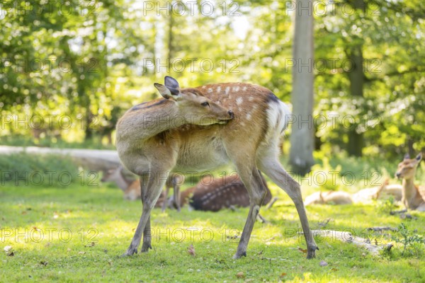 Sika deer (Cervus nippon) standing on a meadow, Bavaria, Germany