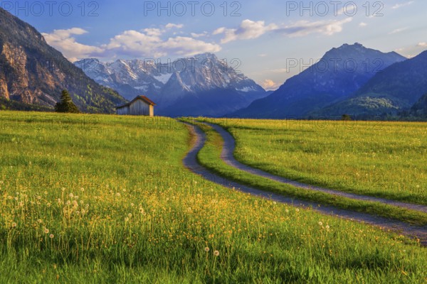 Spring meadow with the Zugspitzgruppe 2962m in the evening sun, Eschenlohe, Wetterstein range,