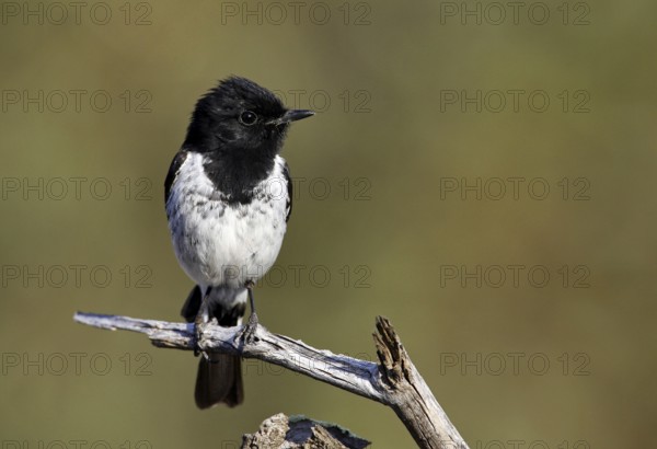 Hooded Robin (Melanodryas cucullata), Victoria, Australia