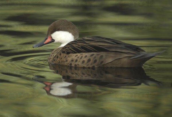 White-cheeked Pintail (Anas bahamensis), British Columbia, Canada