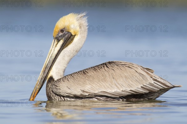 Brown Pelican (Pelecanus occidentalis), Florida, USA