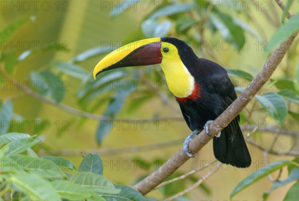 Black-manabilled Toucan (Ramphastos ambiguus) - at Laguna Lagarto Lodge near Boca Tapada, Costa