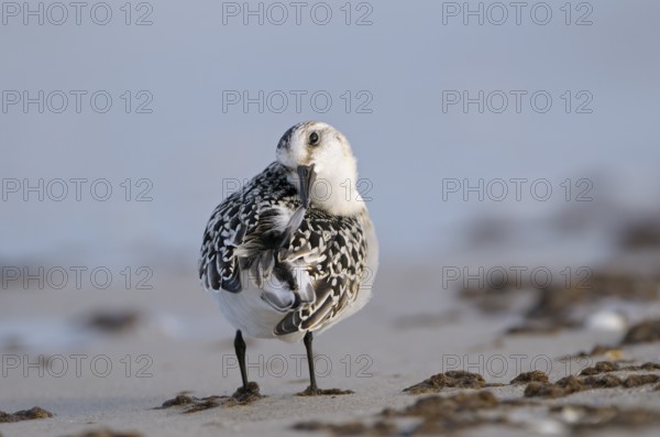 Sanderling (Calidris alba), Sanderling, diesjaehriger Jungvogel im Schlichtkleid, putzt sich, am