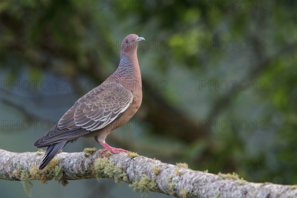 Picazuro Pigeon (Patagioenas picazuro) perched on a branch in the Atlantic rainforest of southeast