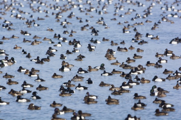 Greater Scaup & Tufted Duck (Aythya marila & Aythya fuligula) huge group on a lake,