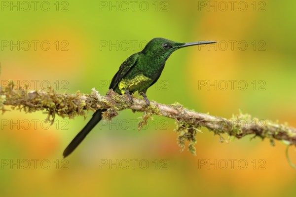 Empress brilliant hummingbird sittin on the trunk with yellow flower in from Colombia. Hummingbird