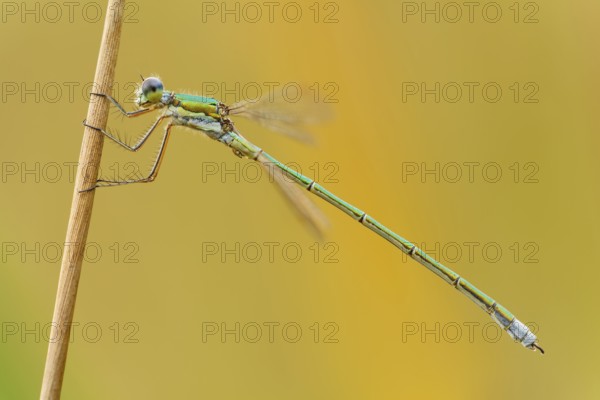 Kleine Binsenjungfer männlich, Lestes virens masculum Small Emerald Damselfly male, Lestes virens