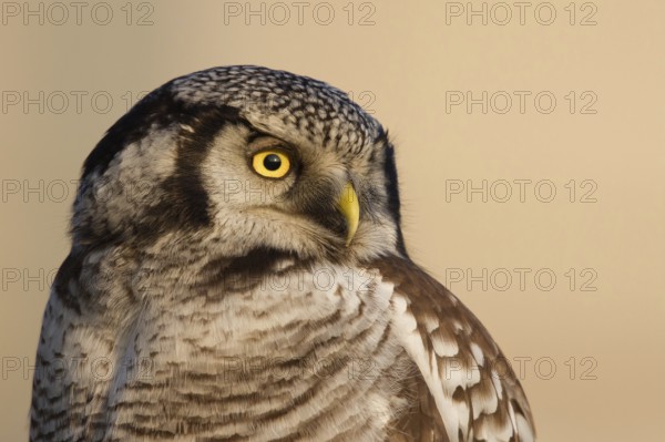 Northern Hawk-Owl (Surnia ulula), Zwolle, Netherlands