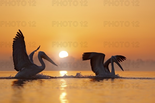 Dalmatian pelican, Pelecanus crispus, in Lake Kerkini, Greece. Bird with morning sunrise. Pelican