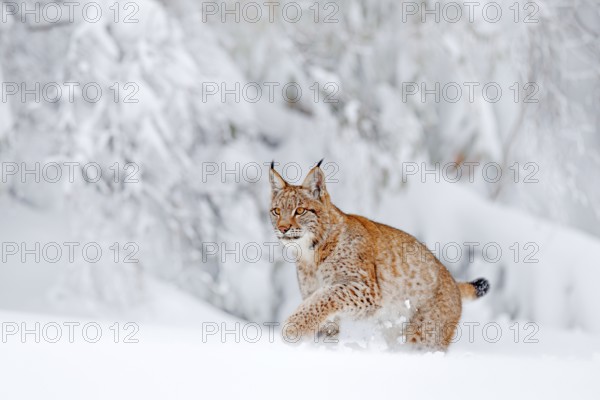 Eurasian Lynx walking, wild cat in the forest with snow. Wildlife scene from winter nature. Cute