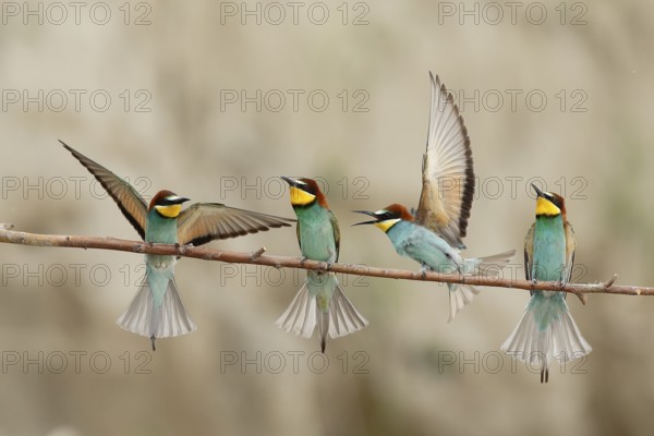 European Bee-eater (Merops apiaster), Piedmont, Italy