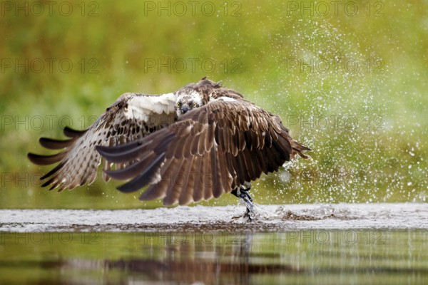 Osprey (Pandion haliaetus) fishing on lake, Cairngorms National Park, Scotland, United Kingdom