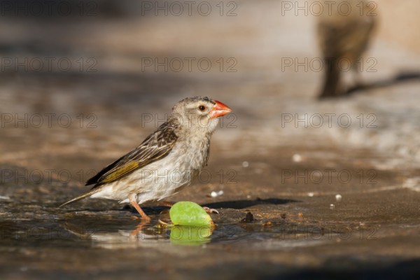 Red-billed Quelea (Quelea quelea) drinking at a waterhole, Namibia