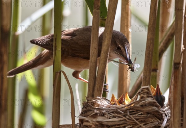 Great Reed Warbler (Acrocephalus arundinaceus) feeding chicks in nest, Mecklenburg