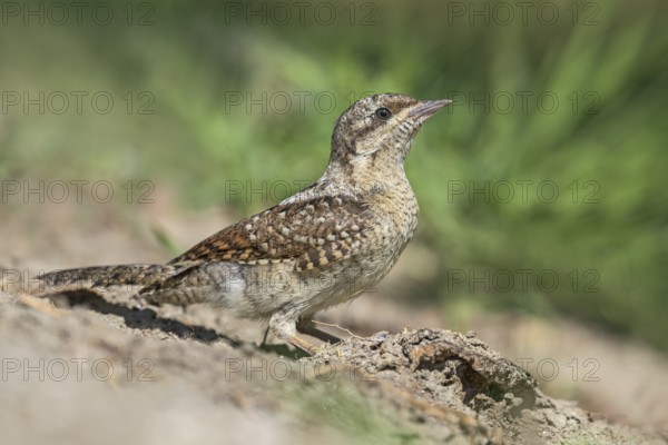 Eurasian Wryneck (Jynx torquilla) juvenile perched on the ground, Aosta Valley, Italy
