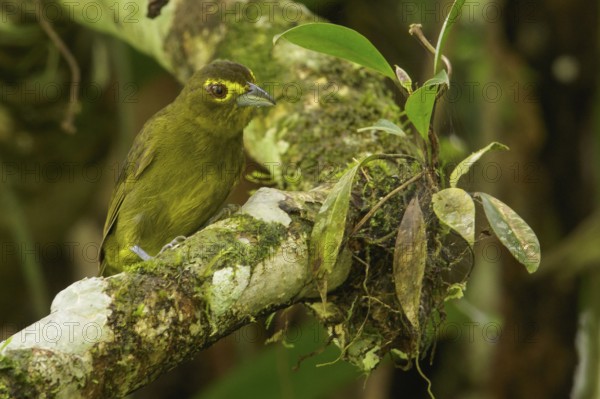Lemon-spectacled Tanager (Chlorothraupis olivacea) perched on a branch in the Andes mountains of