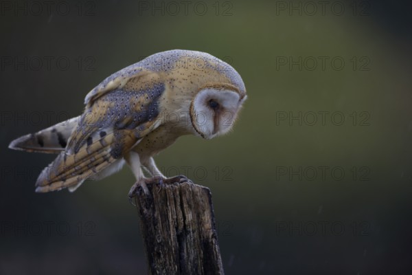 Schleiereule, lat. Tyto alba guttata, steht auf einem Weidepfahl und schaut konzentriert nach unten