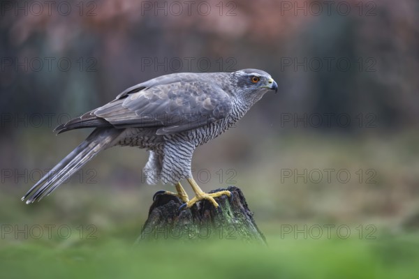 Northern Goshawk (Accipiter gentilis) female, Netherlands