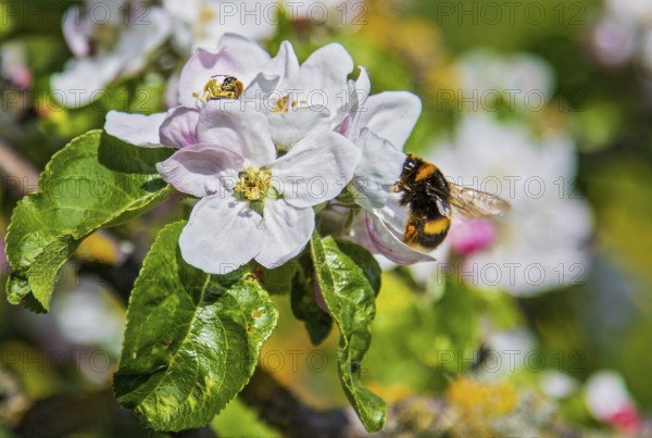 Erdhummel (Bombus terrestris) sammelt Nektar an an blühendem Apfelbaum (Pyrus malus), Hessen,