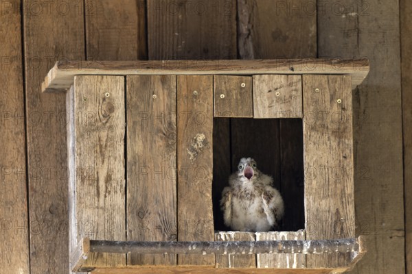 Kestrel (Falco tinnunculus) begging young bird at the incubator, village in Münsterland, North