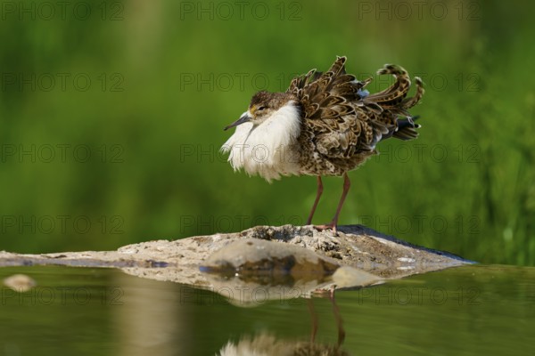 A bird with spread plumage stands on a rock in the water against a green, natural background, Ruff
