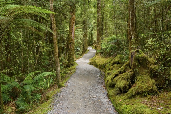 A narrow, winding path through a dense, moss-covered forest, summer, Lake Matheson, Fox Glacier,