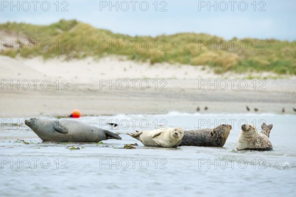 Several harbour seals (Phoca vitulina), seals, group, resting at low tide at the edge of the water,