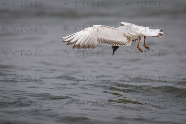 Black-headed gull (Chroicocephalus ridibundus) in summer plumage, looking for small fish, near